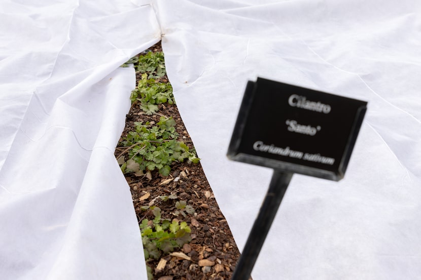 Cilantro peaks out from under protective covers at the Dallas Arboretum Jan. 8, 2024. The...