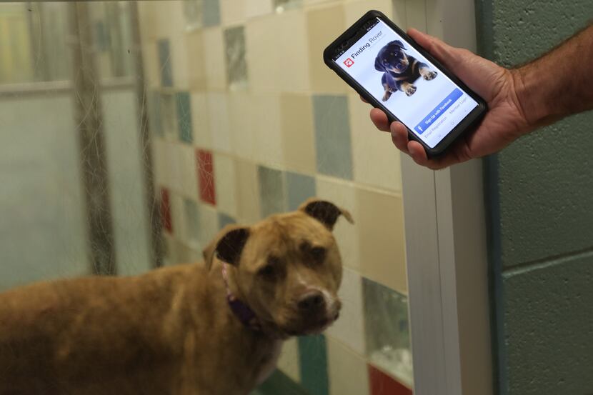 Jamey Cantrell holds his phone with the Finding Rover app at the Plano Animal Services...