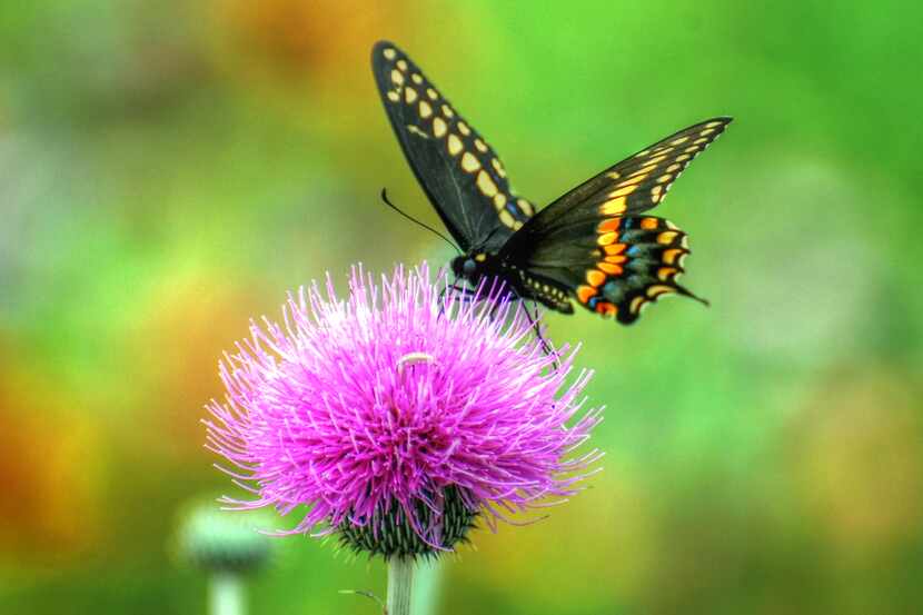 A black swallowtail rests on a Texas thistle.