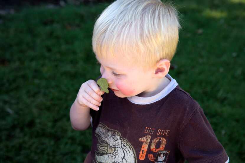 Eli Morton, 2, smells an herb in the Vogel Alcove therapy garden.