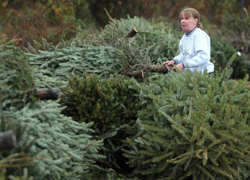 FILE - Karen Tyson drops off her Christmas tree for recycling at Myrtle Grove Middle School...