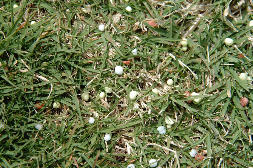 Synthetic fertilizers are basically salts, and they're destructive to soil microbes.