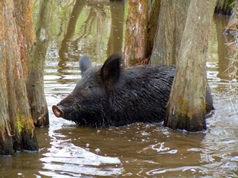 
Wild boars are among the creatures living in the swamp, along with red wolves, deer and...