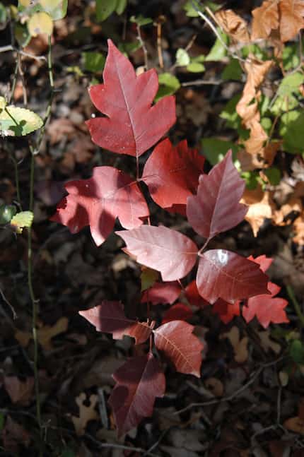 Poison ivy takes on a reddish hue in the fall.