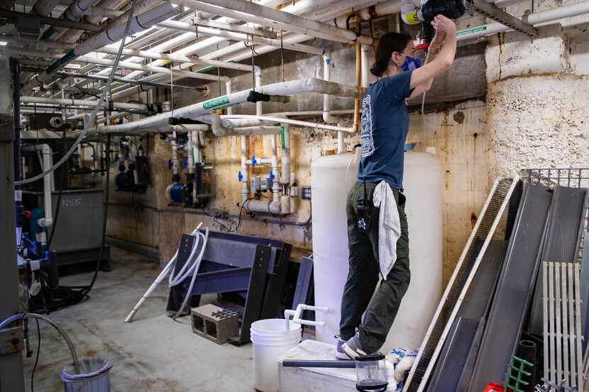 Natali Berry conducts a water change on the cold water system in the basement of the...