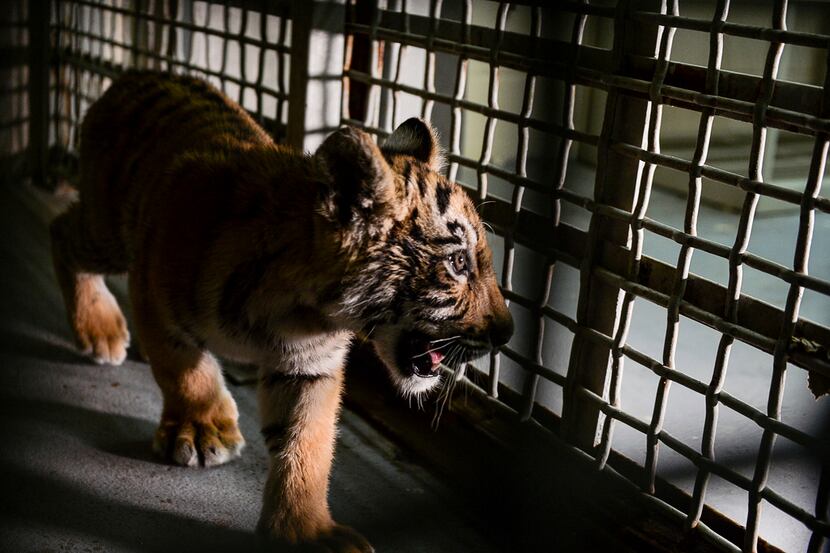 A tiger cub is shown inside a veterinary clinic  in Brownsville, Texas. Smugglers left...
