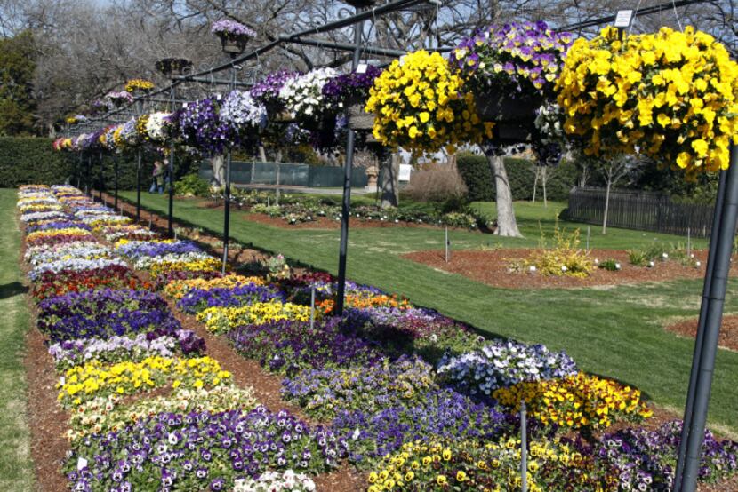 One set of hanging baskets in the main trial garden is a comparison of trailing pansies, a...