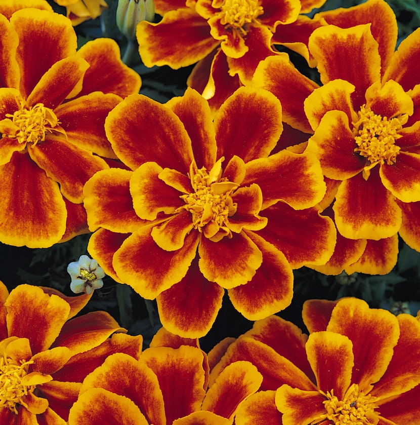 French Marigold 'Durango Flame' 