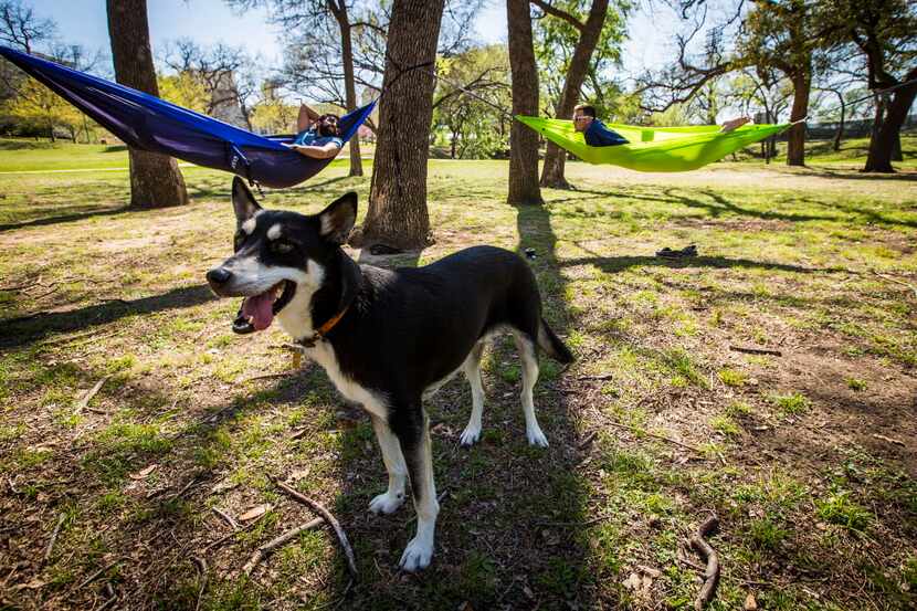 Steven Sangha (left) and Quinn Holmes relax in hammocks at Reverchon Park with and Steven's...