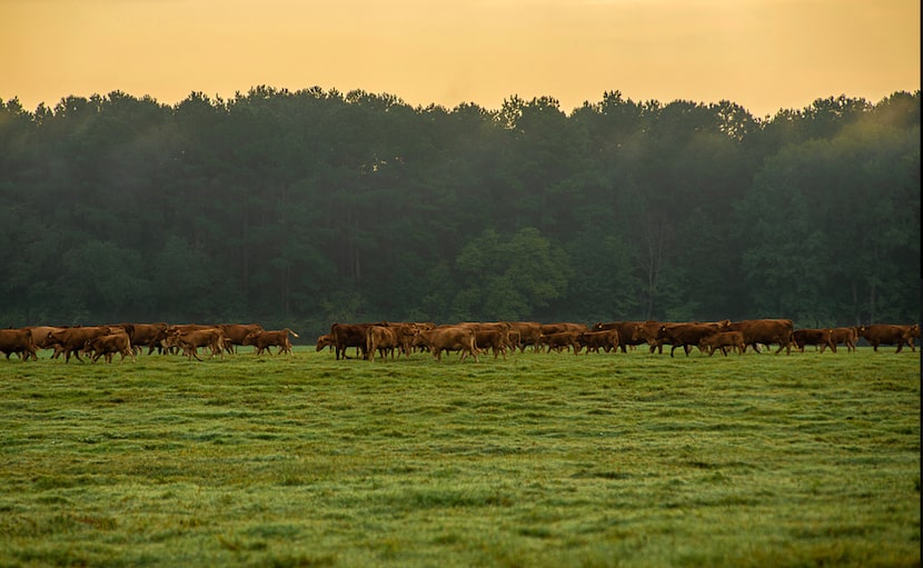 The property is used for hunting and to graze cattle.