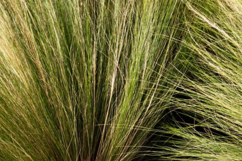 
 Mexican feathergrass foliage is bright green in spring, shading to tans and browns as the...