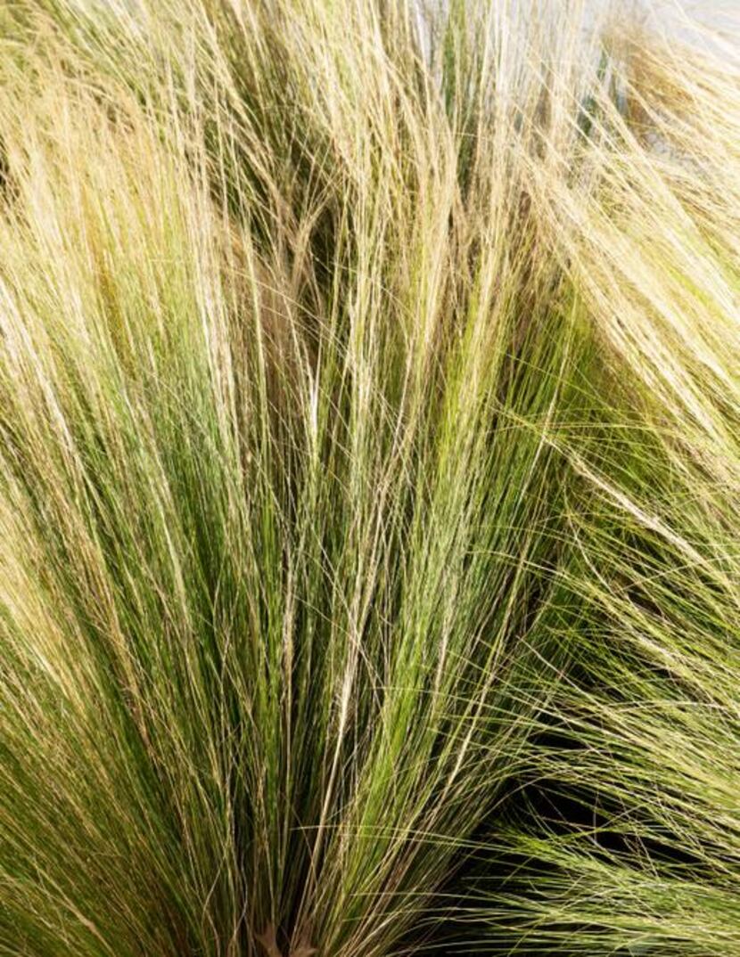 
 Mexican feathergrass foliage is bright green in spring, shading to tans and browns as the...