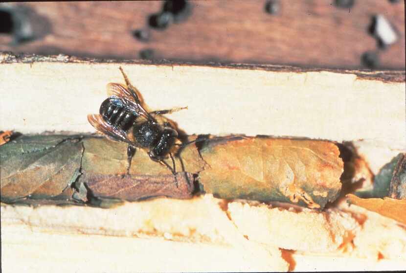 Leafcutter and mason bees are helpful, even though they do some cosmetic plant damage.