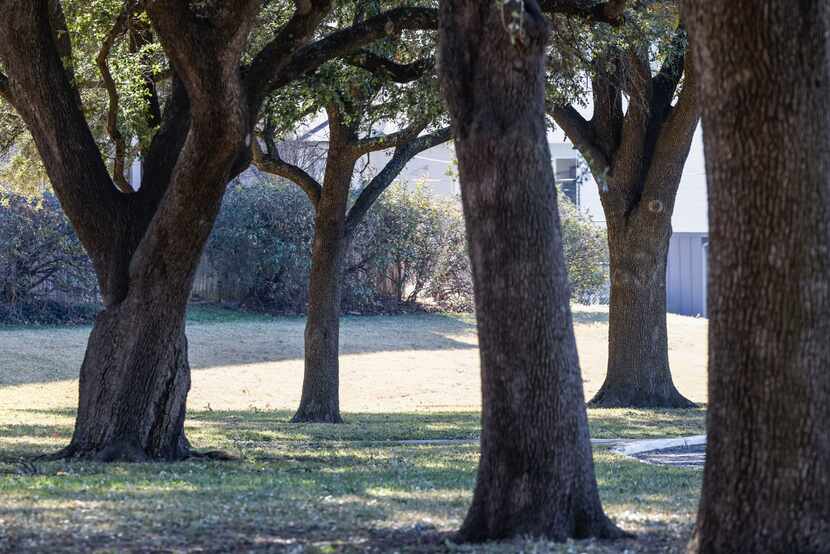 A view of some of the trees that are expected to be chopped down in coming days as the site...