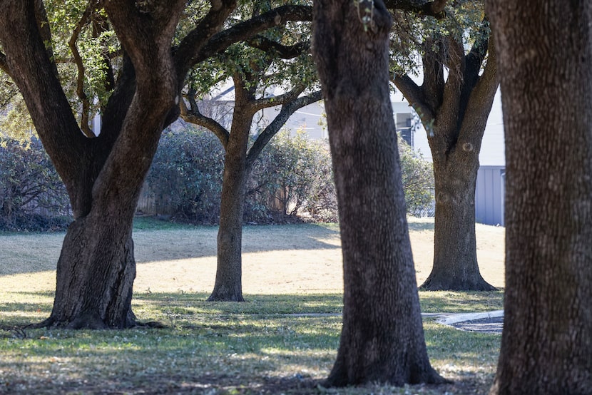 A view of some of the trees that are expected to be chopped down in coming days as the site...