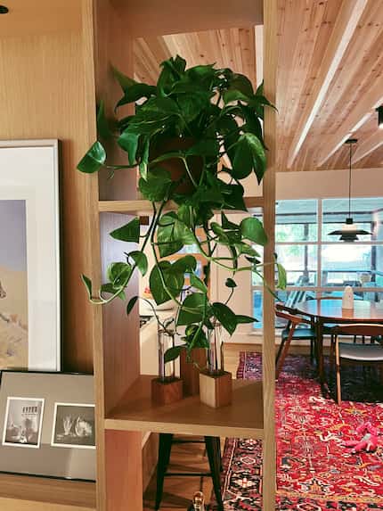 Golden pothos plant on a bookshelf in a room with a red rug