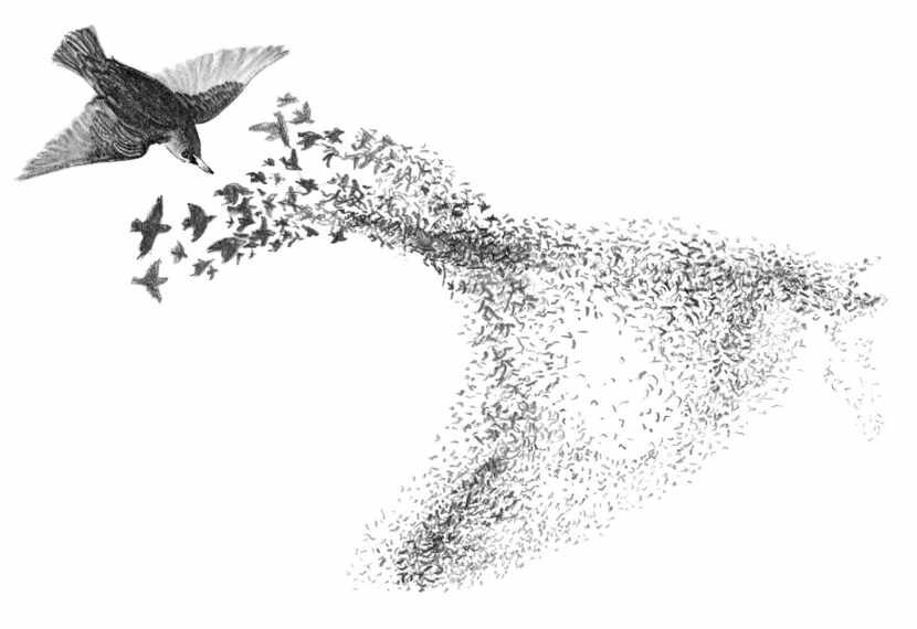 Murmurations, the vast formations of birds that wheel and pivot in the air, are a mystery...