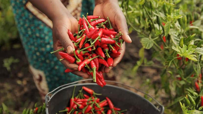 Peri-peri is known as the African bird's eye chile.