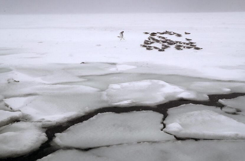 WEST HAVEN, CT:  Gulls rest on the ice on the Long Island Sound on January 4, 2018 in West...