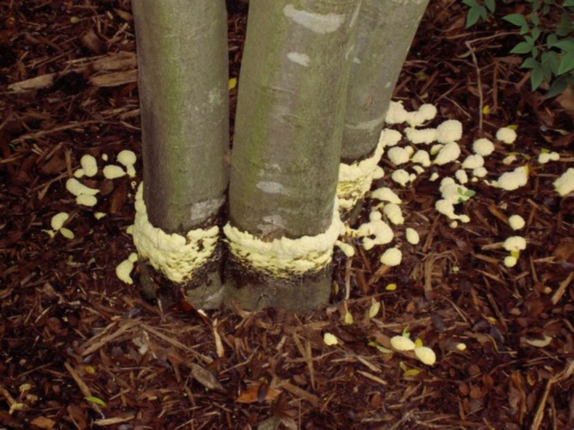 Slime mold may look gross but it doesn't really hurt anything.