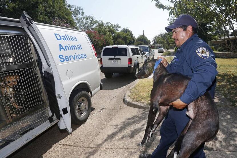 
Dallas Animal Services officer Esteban Rodriguez loaded up a dog found loose in southwest...