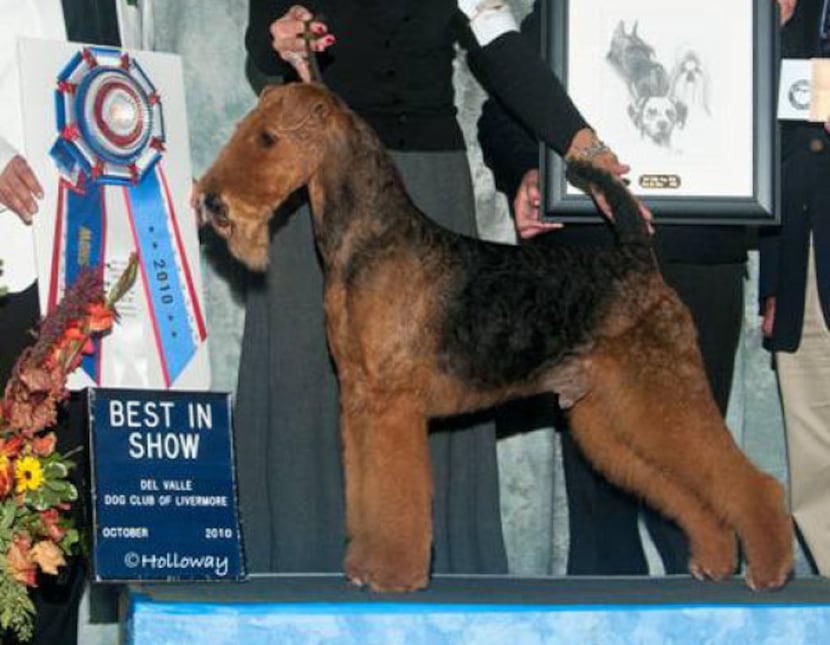 Arthur, who is owned by Lisa and Scott Bryan of Dallas, will be competing at the Westminster...