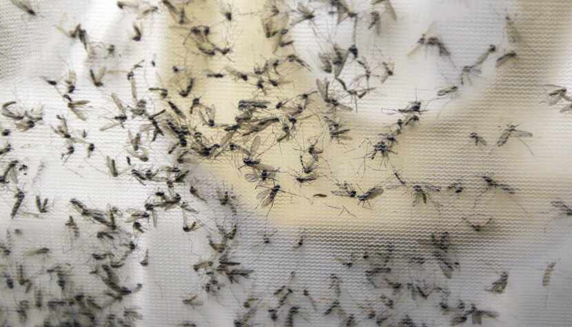 A trap holds mosquitoes at the Dallas County Mosquito Lab in Hutchins. 