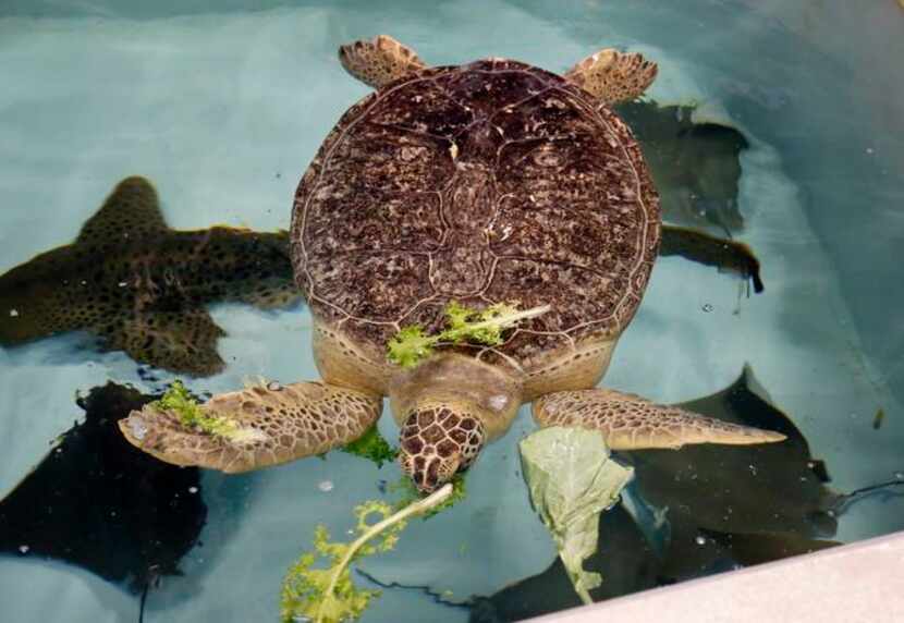 
HOPE, a rescued sea turtle, eats some fresh vegetables. 


