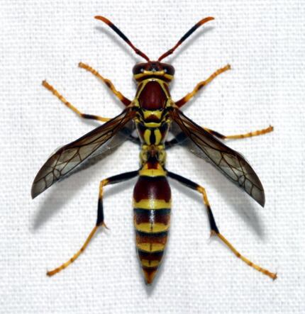 The paper wasp can get into homes through openings like the chimney and soffits. It gives...