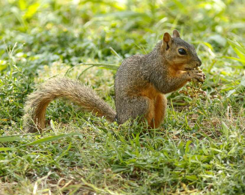 A squirrel photographed at Bachman Lake July 17, 2017.