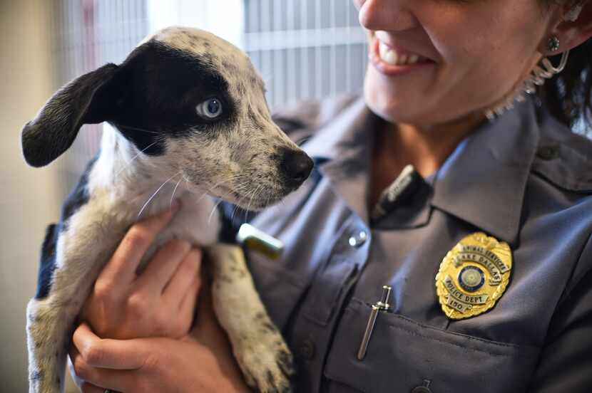 Officer Chelsea Stachyra held one of six puppies brought to the Lake Dallas Animal Shelter...