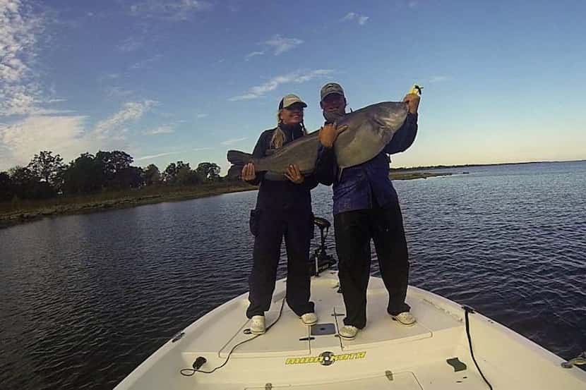Blue catfish like this one caught Lake Tawakoni blue caught and released by Michael and Teri...