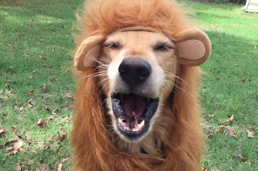 RAWR! Just kidding! I'm just Jilly the golden retriever. (You were scared though, right?)