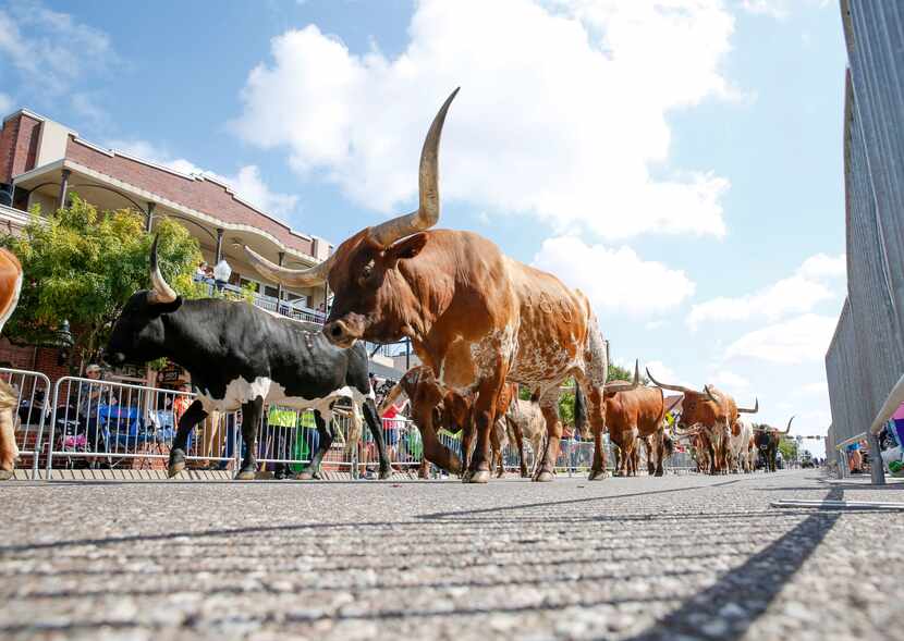 Longhorn cattle walk down the parade route at Lewisville Western Days in 2019. The 2021...