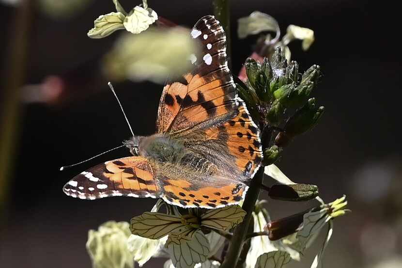 Painted lady butterflies, some of about 1 billion who are swarming through the skies of...