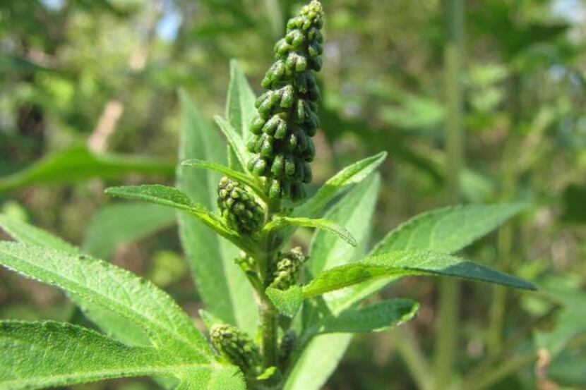 
Giant ragweed is a potent allergen.
