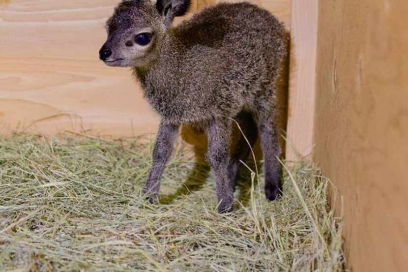 A klipspringer named Mitzi was born at the Dallas Zoo on May 15, 2023.