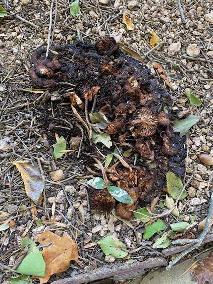 This honey fungus was dead four days after being treated with whole ground cornmeal....