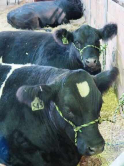  Real cows also await at the Iowa State Fair, though no poultry. An outreak of avian...