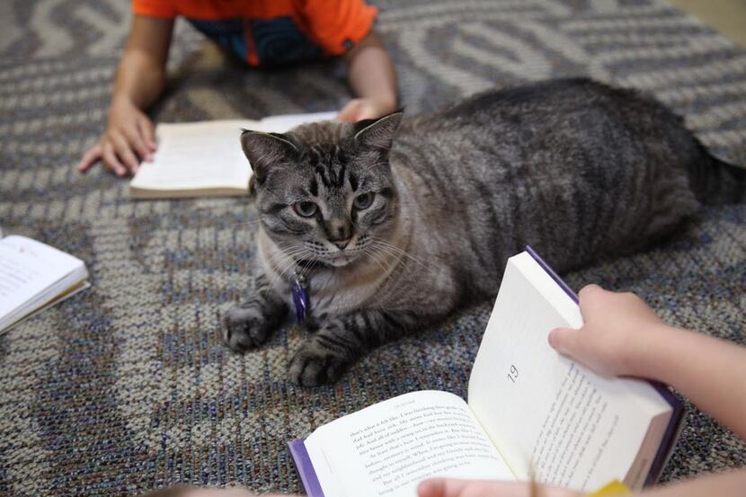 Browser the cat sits among a group of children being read to in the White Settlement public...