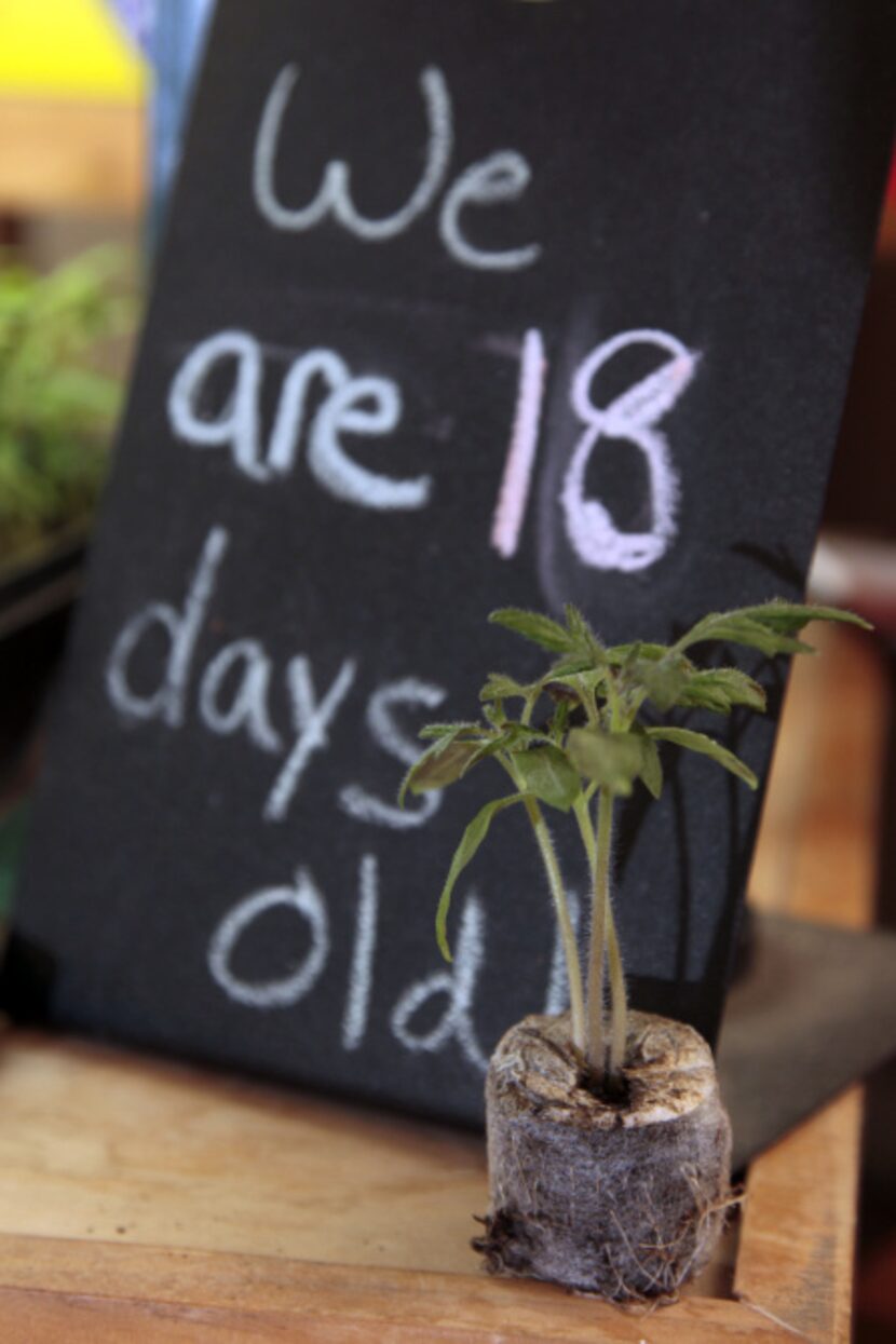 This 18-day-old tomato plant was grown in a peat pellet under a light at North Haven Gardens.