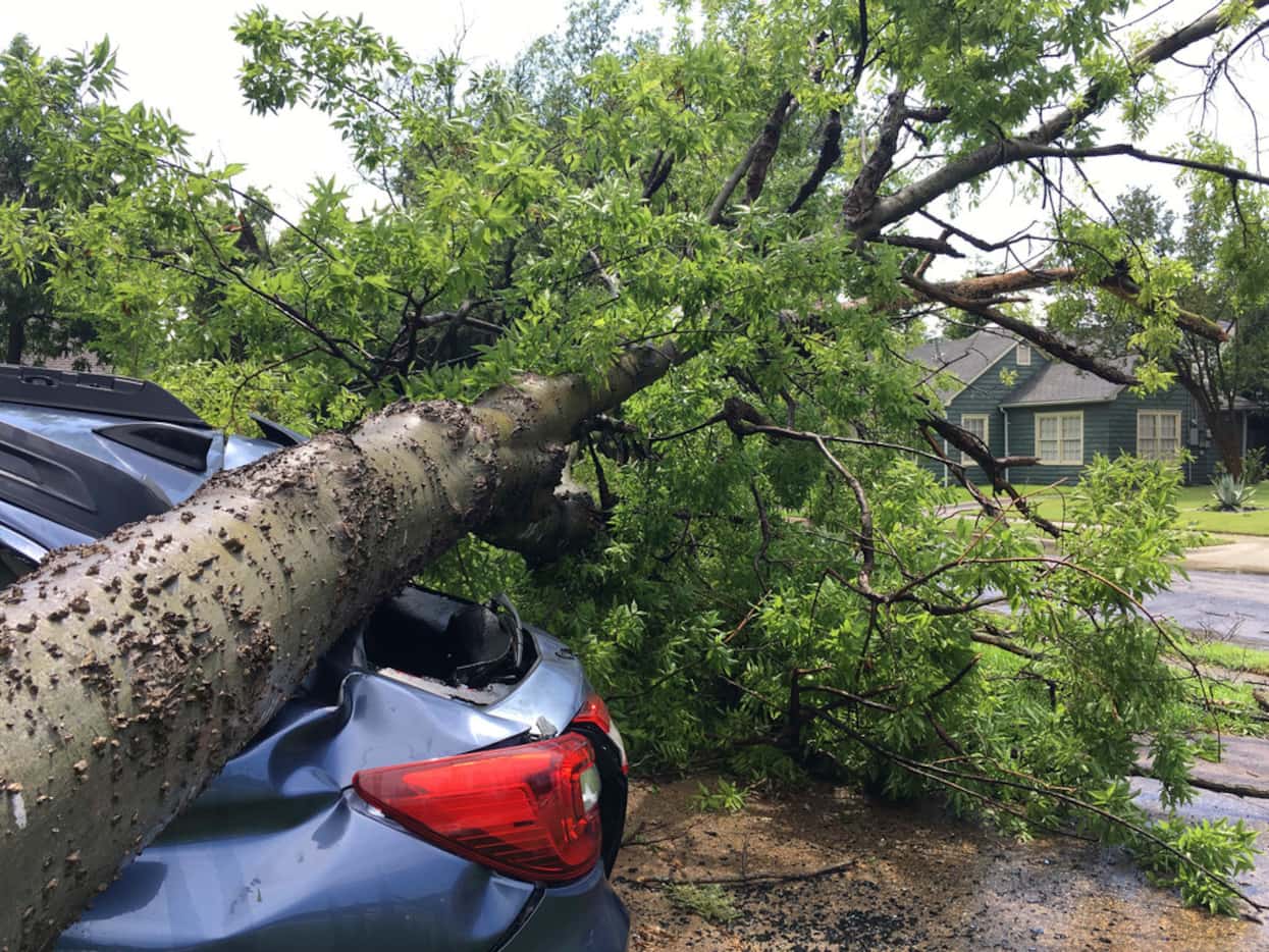 A tree from one property smashed a car in a neighbor's driveway when it was felled in a...