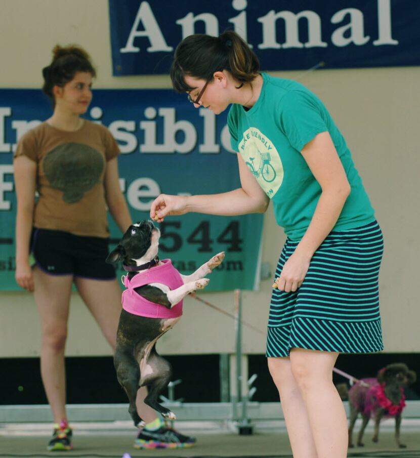 Megan Mosley gets her dog Luna to leap into the air during the trick contest at the Dog Days...