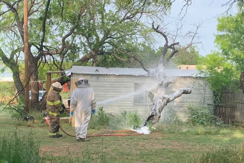 A beekeeper and a firefighter removed the hive from a tree.