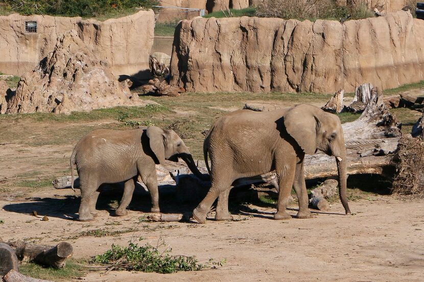 Nowalzi and her daughter Amahle at the Giants of the Savanna habitat at the Dallas Zoo. The...