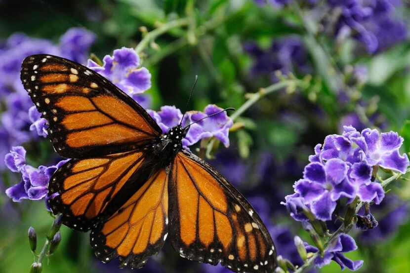 In this file photo, a monarch butterfly feeds on a duranta flower in Houston.