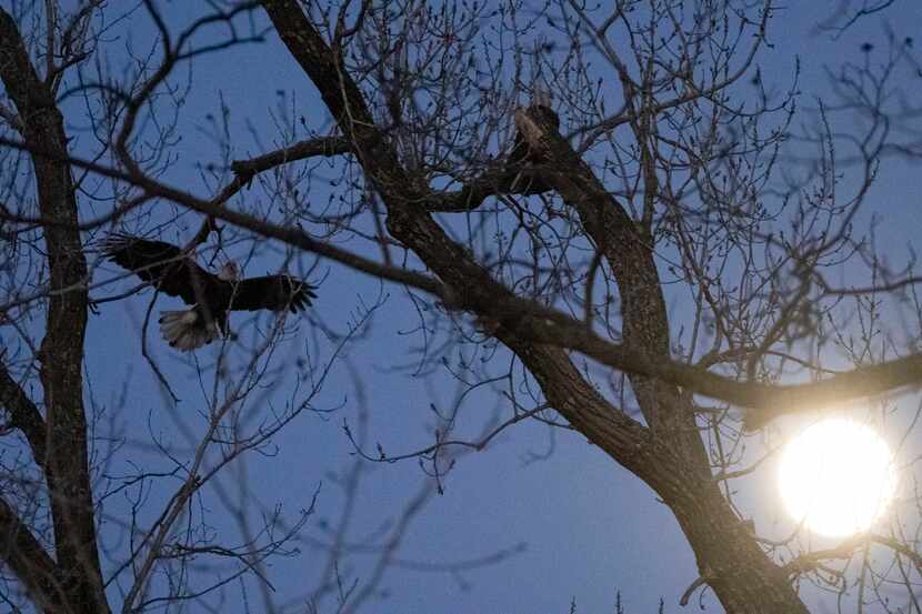 A bald eagle flies to sit with the other eagle on a tree at White Rock Lake on Tuesday, Feb....