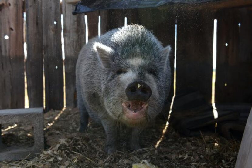 
Pancake, an Asian pot-bellied pig, eats lettuce in his enclosure. 
