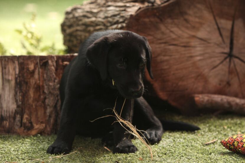 Amani, a black lab puppy in the Wild Adventures area at the Dallas Zoo in Dallas, Texas on...