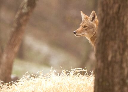 A coyote 